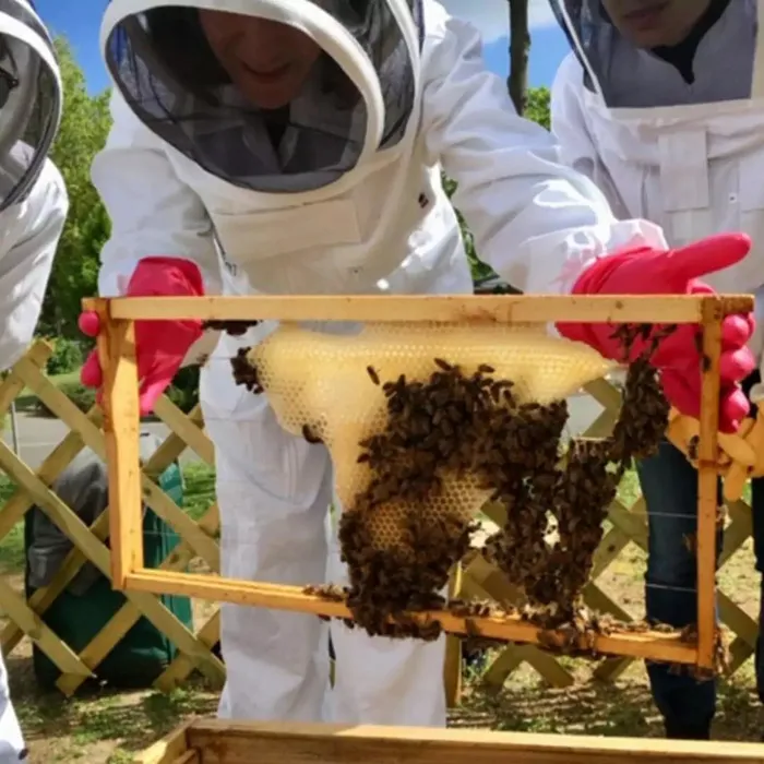 Découverte de l'apiculture autour de Toulouse