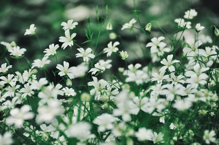 Balade afterwork - herbier urbain