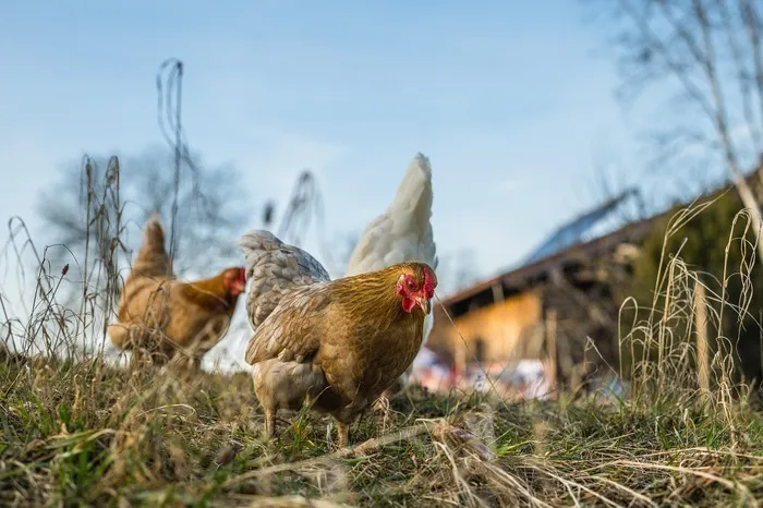 Sortie à la journée, à la ferme à St Ouen des Alleux